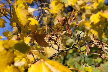 Image showing thin dry maple seeds