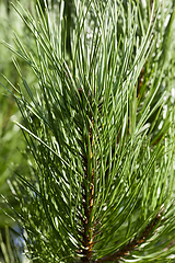Image showing needles of pine