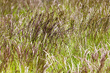 Image showing ears of weeds