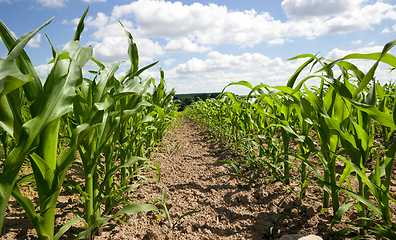 Image showing dirty foliage of green corn