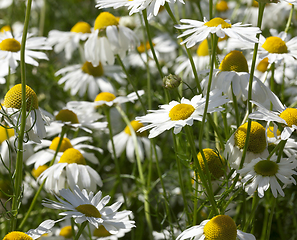 Image showing white daisies