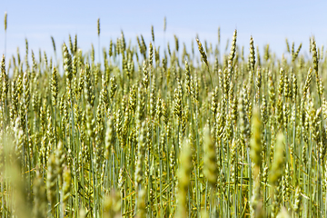 Image showing green ears of wheat