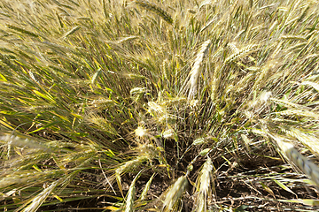 Image showing rye ears