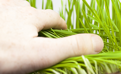 Image showing green young wheat