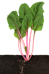 Image showing Ruby Red Swiss Chard Cross Section Growing in Soil