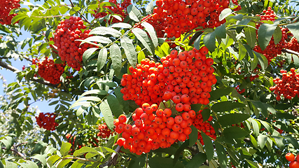 Image showing Branches of mountain ash with berries 