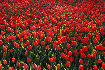 Image showing Beautiful red tulips, bright nature background