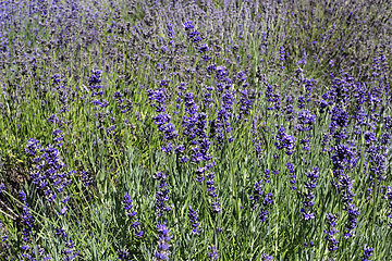 Image showing Beautiful blooming lavender in summer