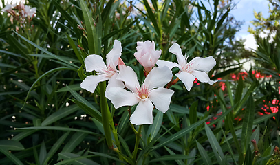 Image showing Oleander Bush With Bright White Flowers