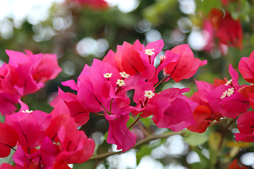 Image showing Beautiful bright flowers of bougainvillea