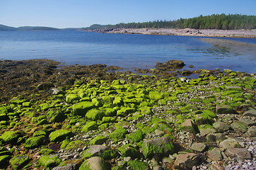 Image showing Coast of the White sea in Karelia, Russia