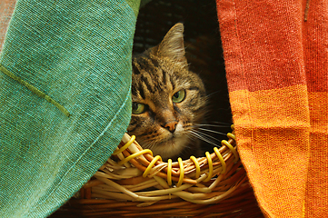 Image showing Cute cat watching from her hiding place