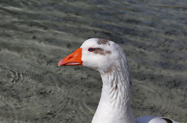 Image showing Cute goose with blue eyes and orange beak in profile