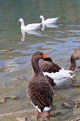 Image showing Cute geese on a lake background