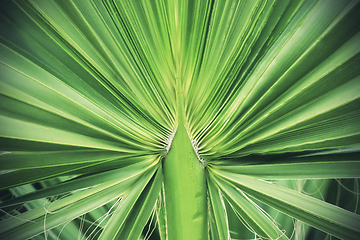 Image showing Green tropical palm leaf texture