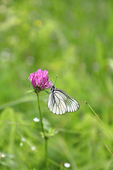 Image showing Beautiful butterfly on a pink clover