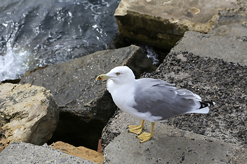 Image showing Seagull standing on the sea shore
