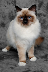 Image showing Sad Holy Birman cat sitting