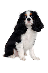 Image showing Sad Cavalier King Charles Spaniel dog