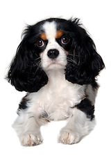 Image showing Sad Cavalier King Charles Spaniel dog resting