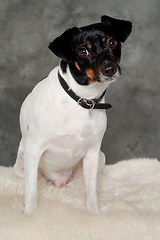 Image showing Sad Danish Swedish farm dog