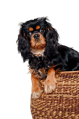 Image showing Sad Cavalier King Charles Spaniel dog in a basket 