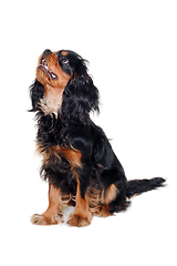 Image showing Happy Cavalier King Charles Spaniel dog