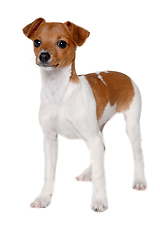 Image showing Happy Jack Russell-terrier dog