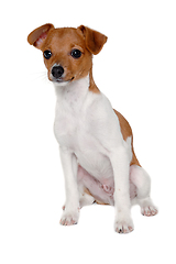 Image showing Happy Jack Russell-terrier dog