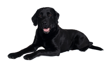 Image showing Happy balck labrador retriever dog 