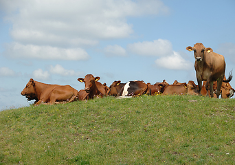 Image showing Cows resting on green grass