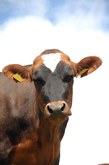 Image showing Face of sad cow 