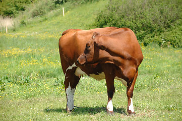 Image showing cow is standing on green grass