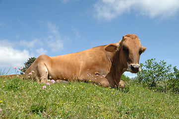 Image showing cow is resting on green grass