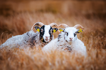 Image showing Cute goat couple relaxing in the tall grass