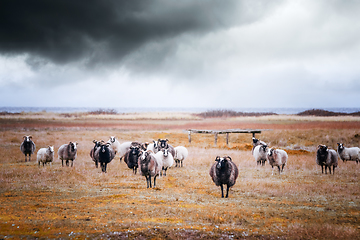 Image showing Goat flock in cloudy weather by the sea