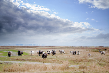 Image showing Sheep grazing on a dry land close to the sea