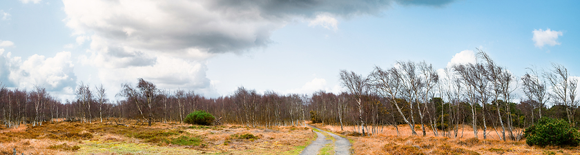 Image showing Autumn panorama scenery of birch trees