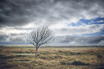 Image showing Lonely tree without leaves on a meadow