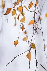 Image showing Autumn birch tree leaves hanging