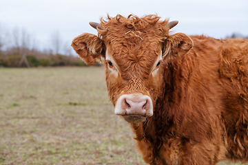 Image showing Young calf of a cow with red fur