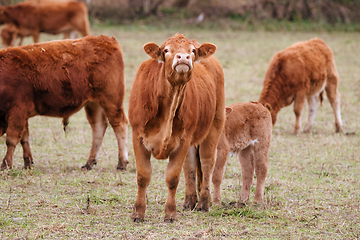 Image showing Cattle grazing on a field in the autumn