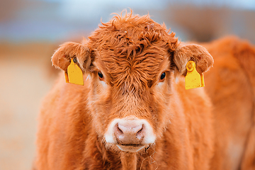 Image showing Cute brown cow with yellow ear marks