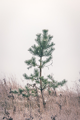 Image showing Small pine tree standing alone in frozen grass