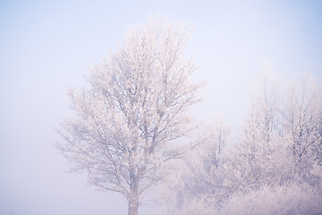 Image showing Tree covered with frost on a cold day