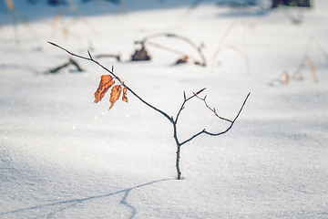 Image showing Small beech tree with golden colored leaves