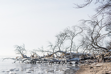 Image showing Frozen tree with icicles hanging