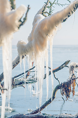 Image showing Icicles hanging from a branch by the sea