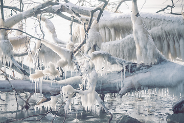 Image showing Icicles on a frozen tree by the seashore