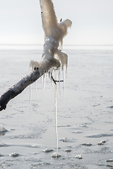 Image showing Long icicles hanging from a branch